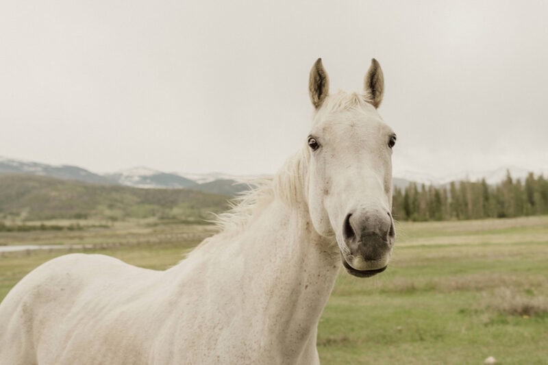 Close-up of a white horse in a scenic outdoor setting during daytime.
